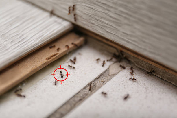 Best Pest Prevention Services  in West Point, UT